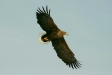 White-tailed Eagle, Hokkaido, Japan